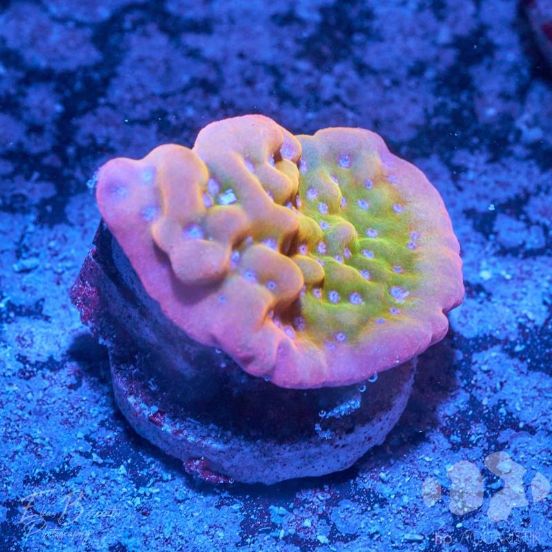 Montipora Bloody Sunrise
